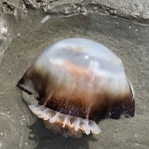 Meet your Posher, Natalia